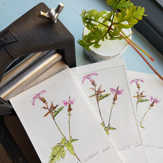 Ruithéal Rí Herb Robert drypoint etching