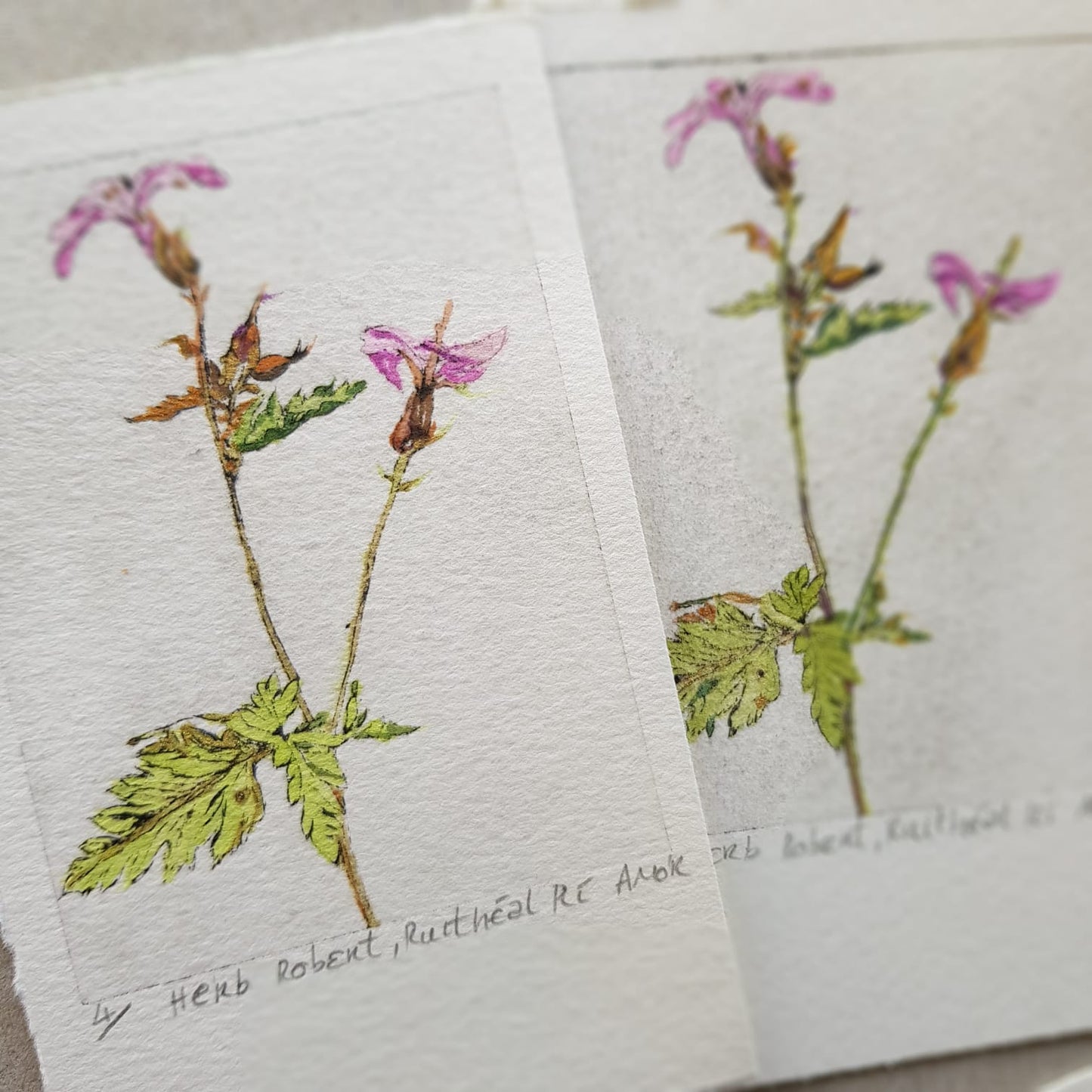 Ruithéal Rí Herb Robert drypoint etching