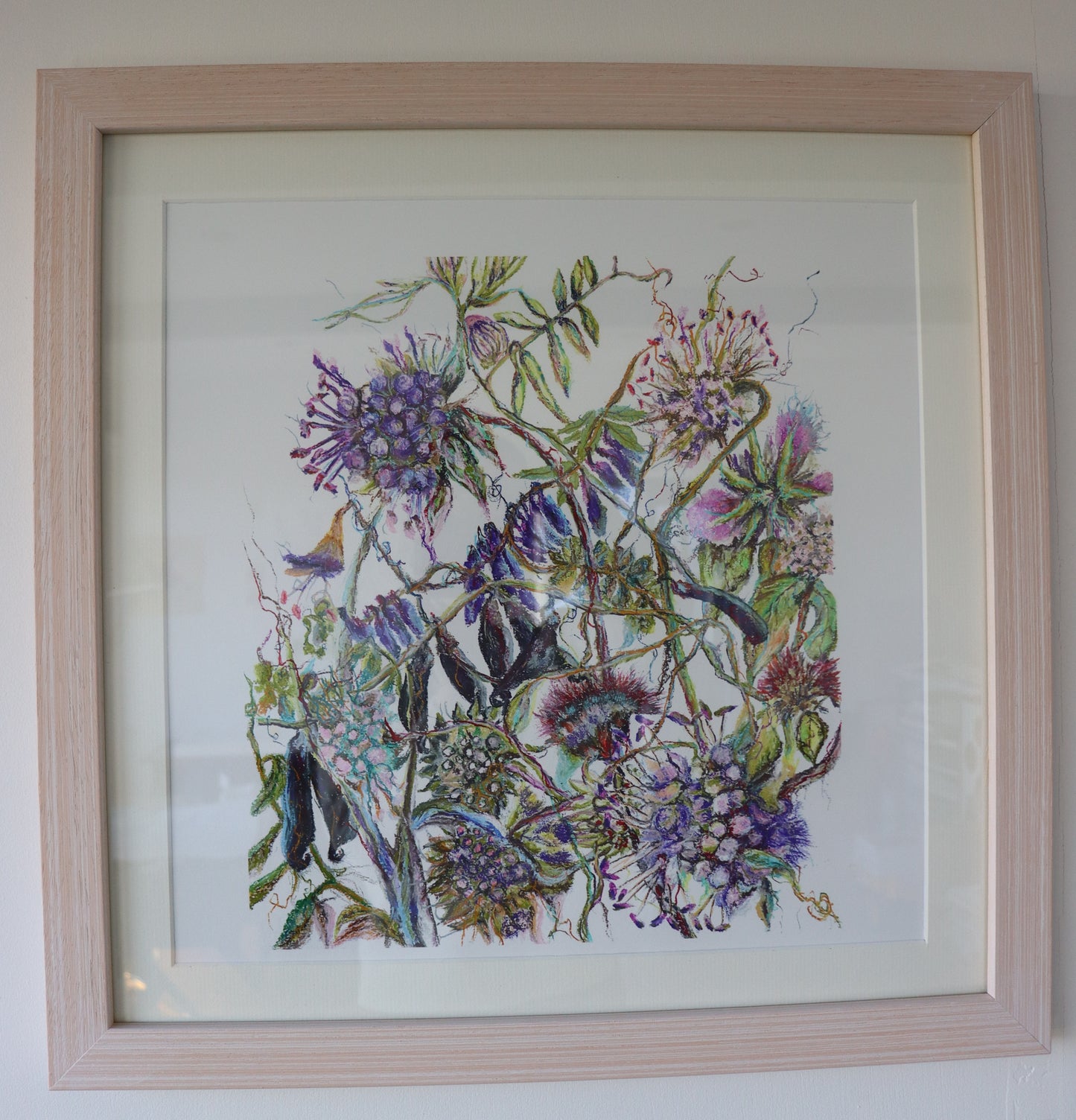 “Wildflower Meadow ‘Odhrach bhallach & Peasair Chapaill’ oil pastel Botanical Art study from AMOR Botanical Art, Leitrim