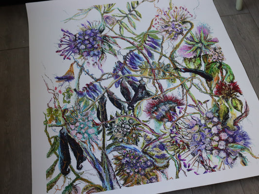 “Wildflower Meadow ‘Odhrach bhallach & Peasair Chapaill’