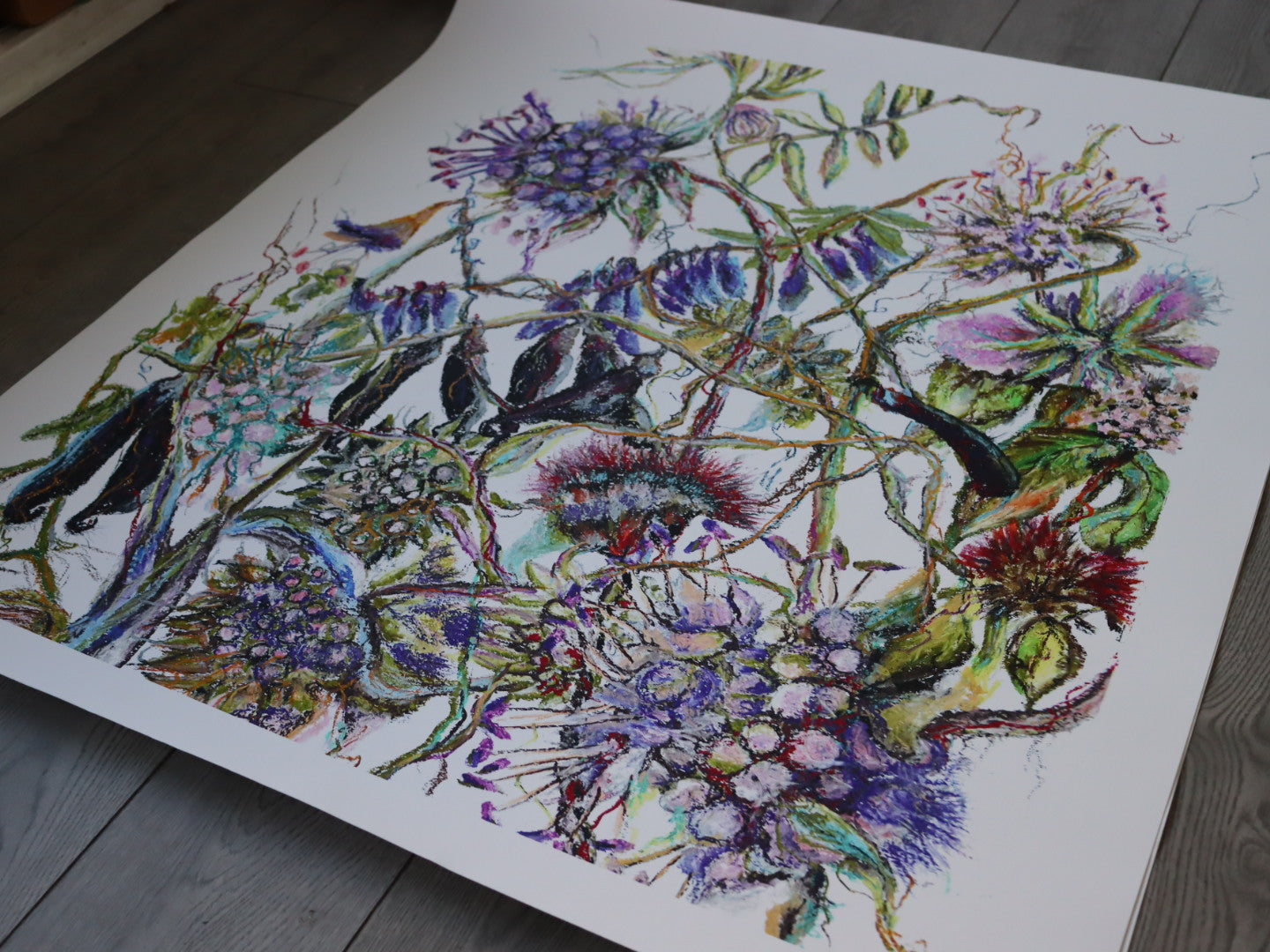 “Wildflower Meadow ‘Odhrach bhallach & Peasair Chapaill’
