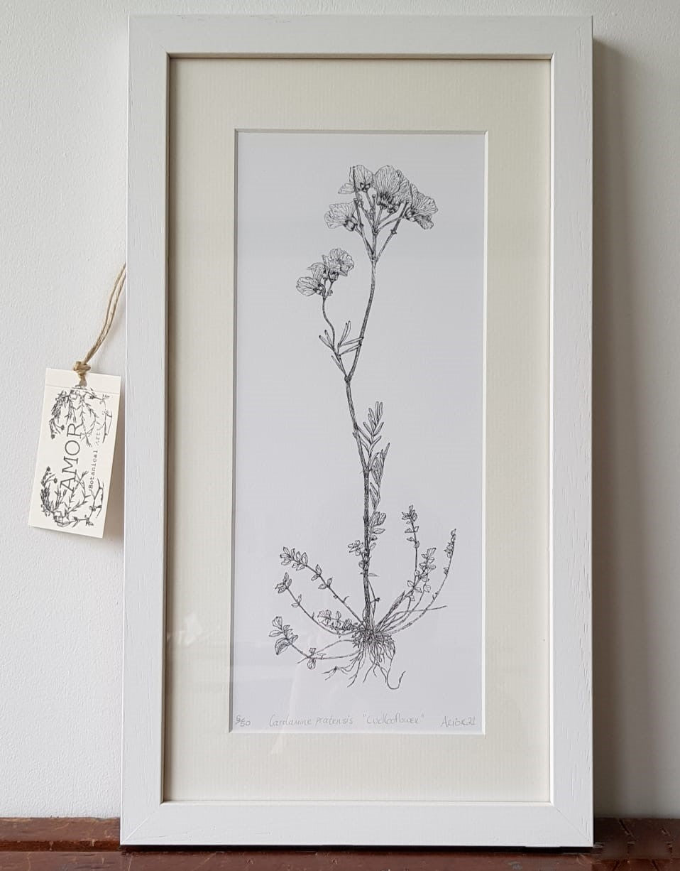 ‘The Cuckooflower’ Limited Edition Fine Art Print