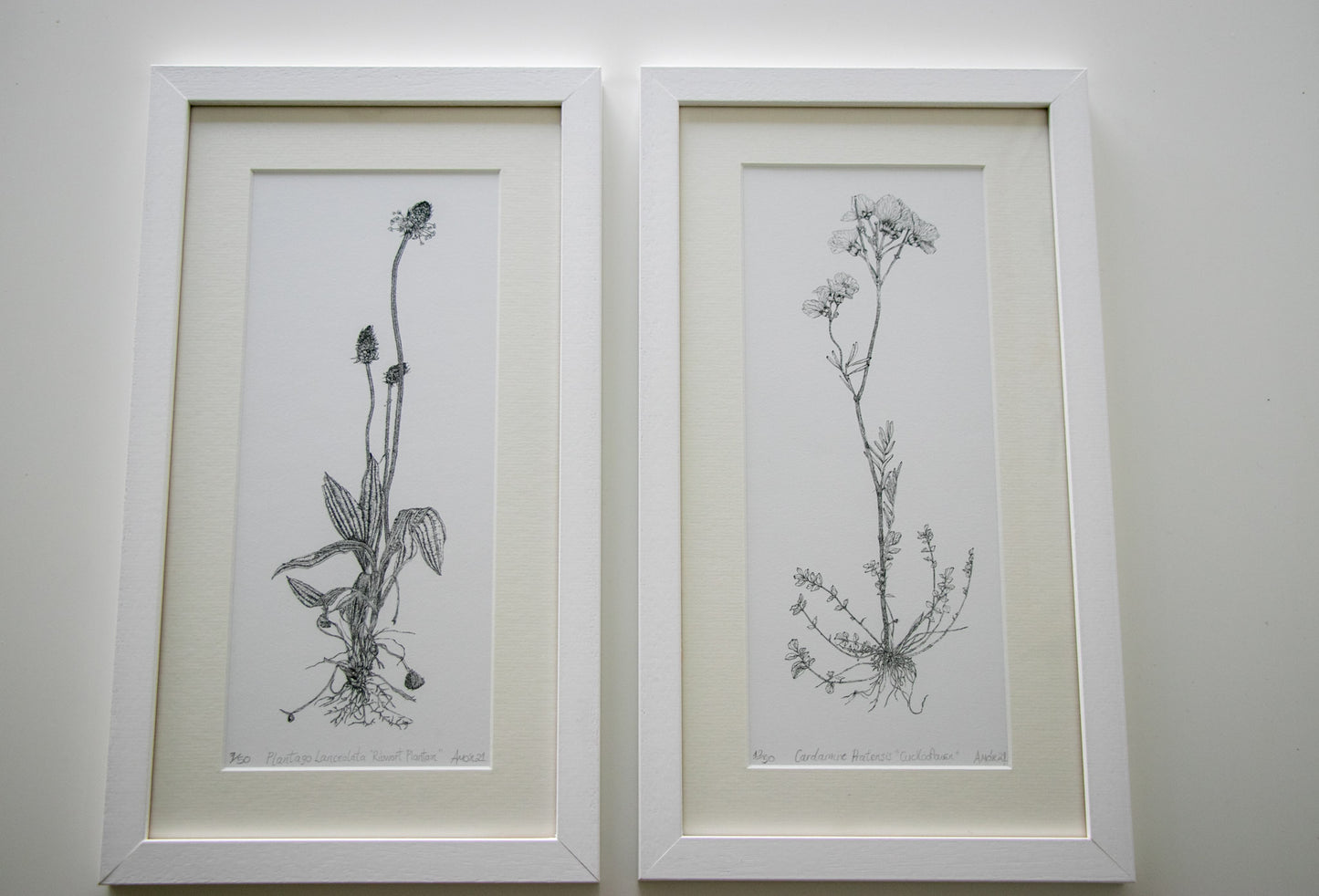‘The Cuckooflower’ Limited Edition Fine Art Print