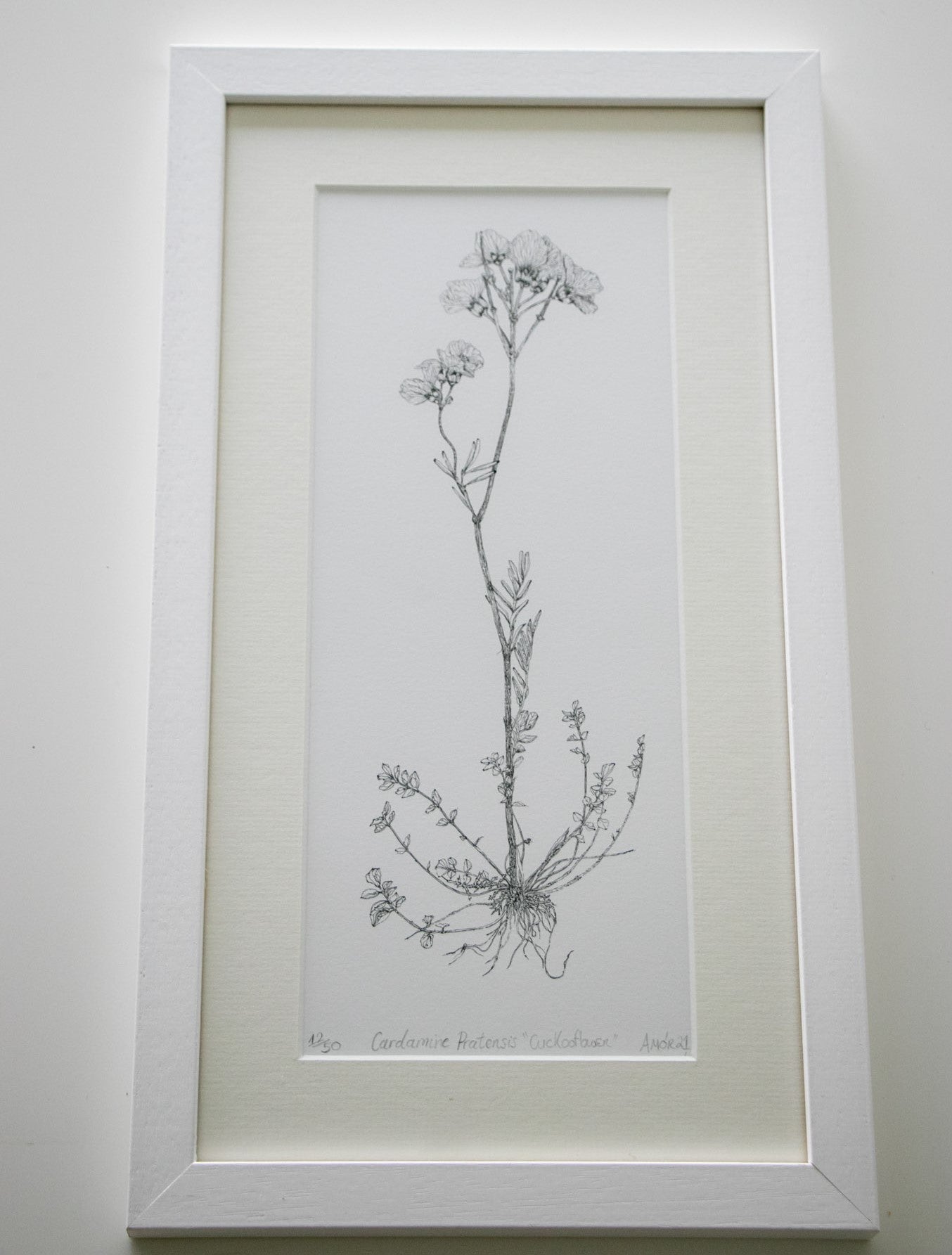 ‘The Cuckooflower’ Limited Edition Fine Art Print