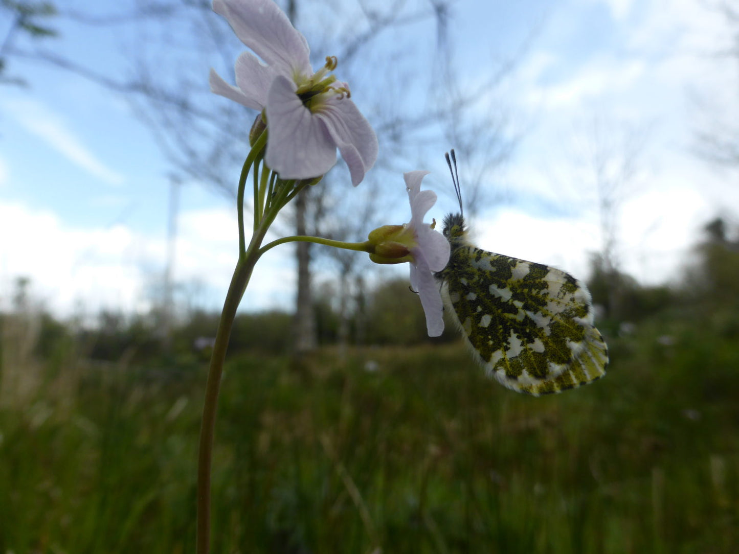‘The Cuckooflower’ Limited Edition Fine Art Print