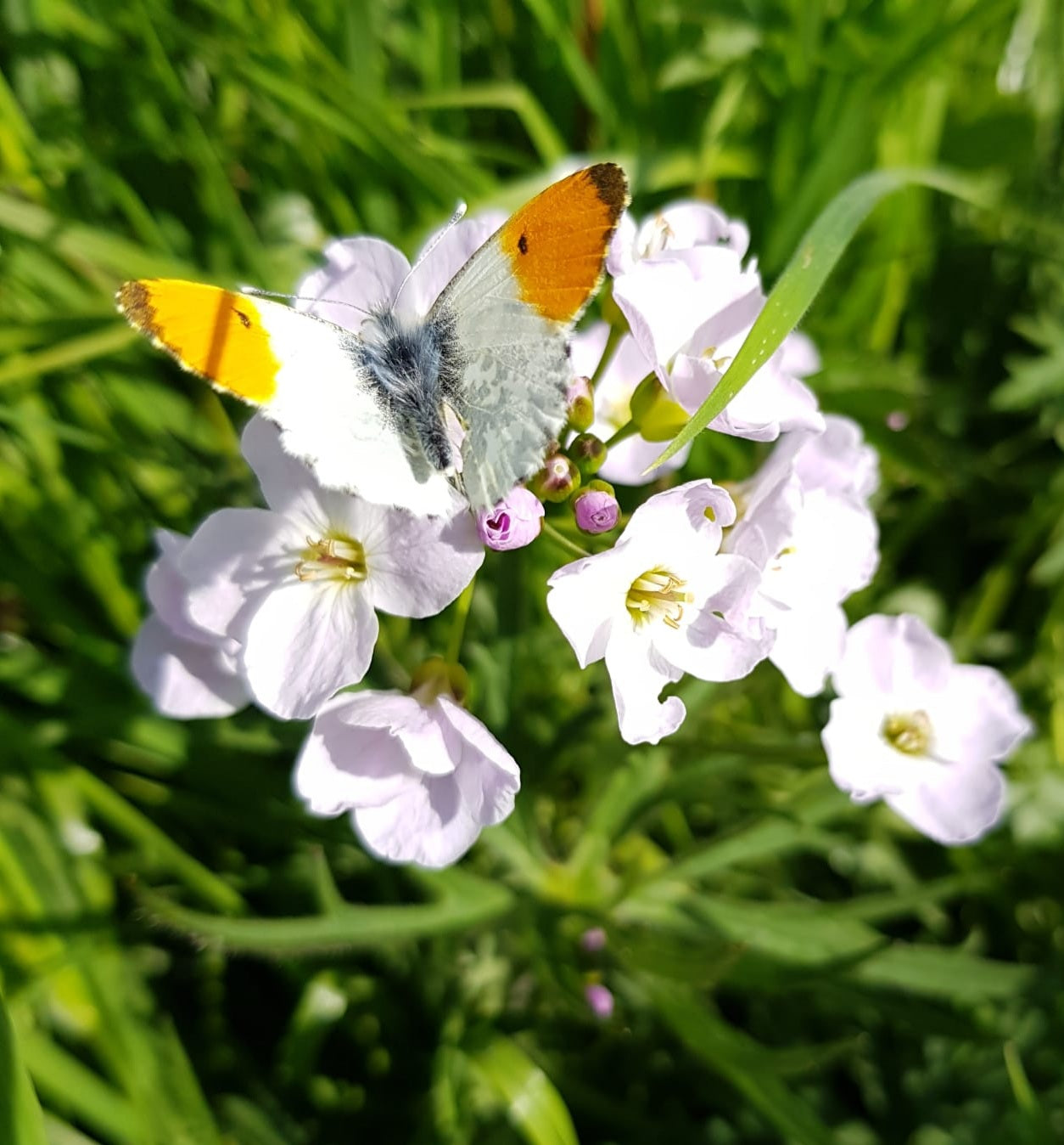 ‘The Cuckooflower’ Limited Edition Fine Art Print