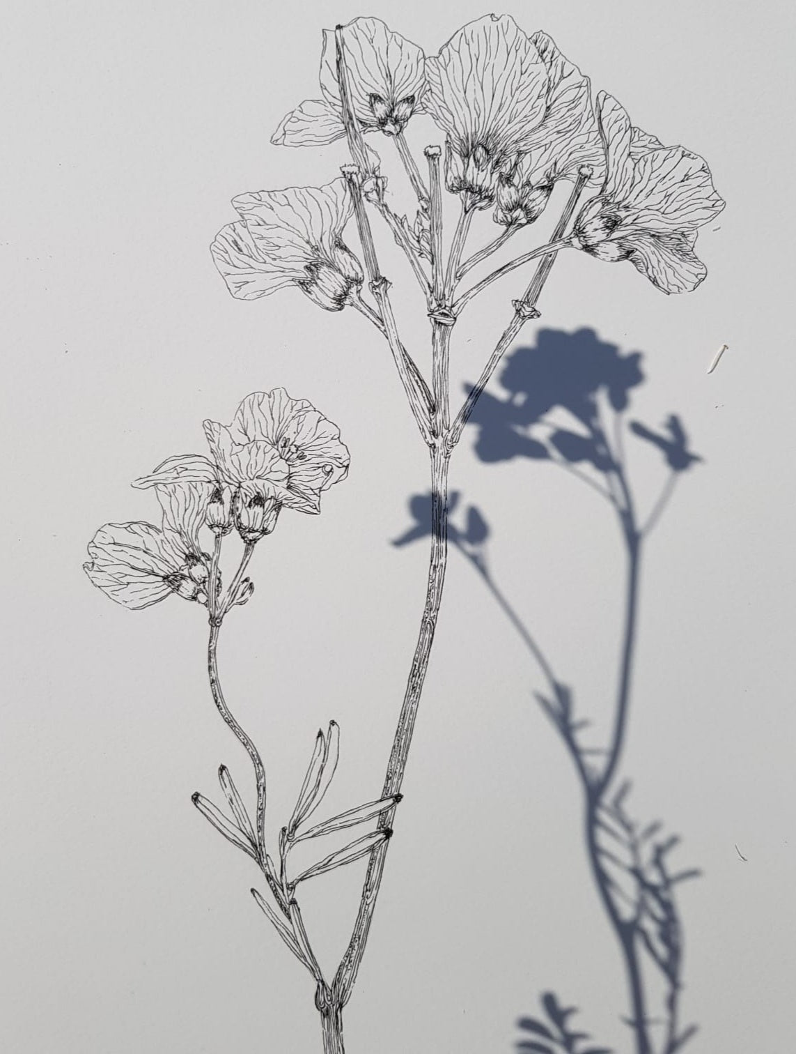 'Cuckooflower & Ribwort Plantain' Irish Linen printed Cushion/Cover from AMOR Botanical Art, Leitrim