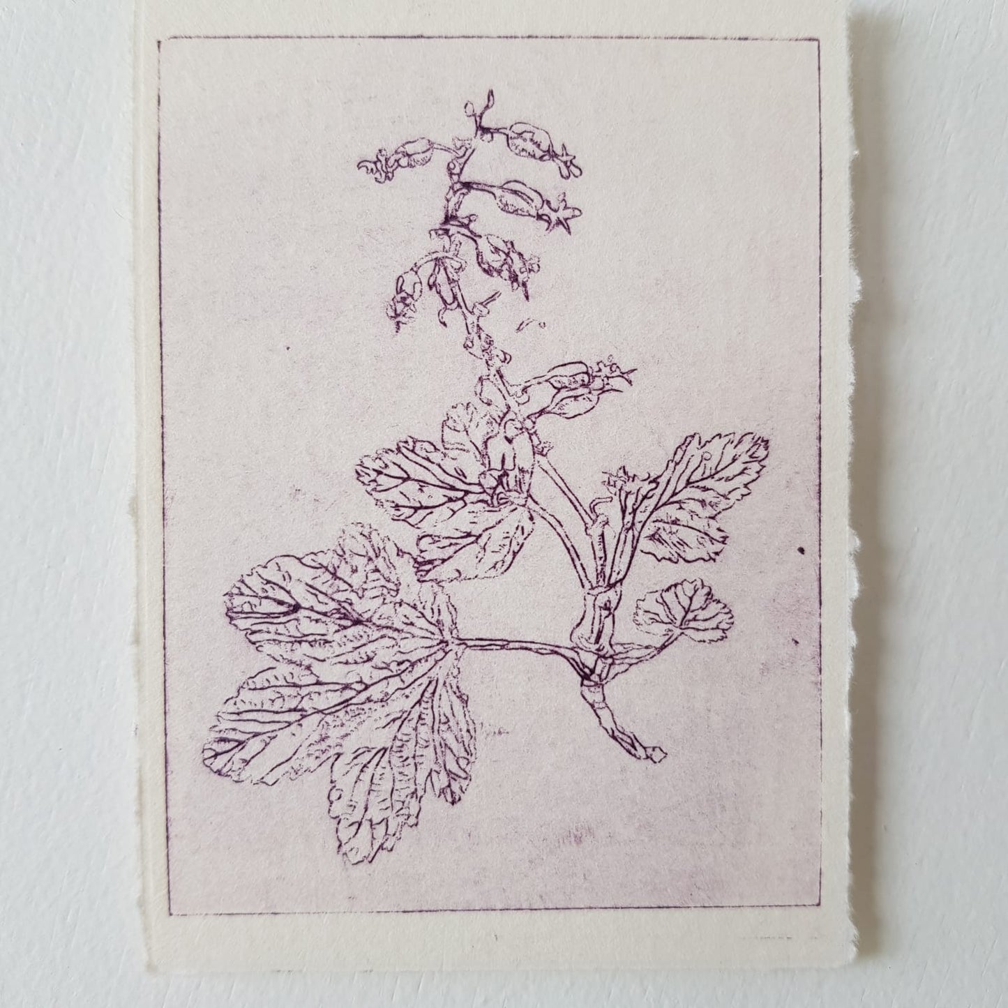 ‘Cuirín’ 'Flowering Redcurrant' Original Drypoint Print