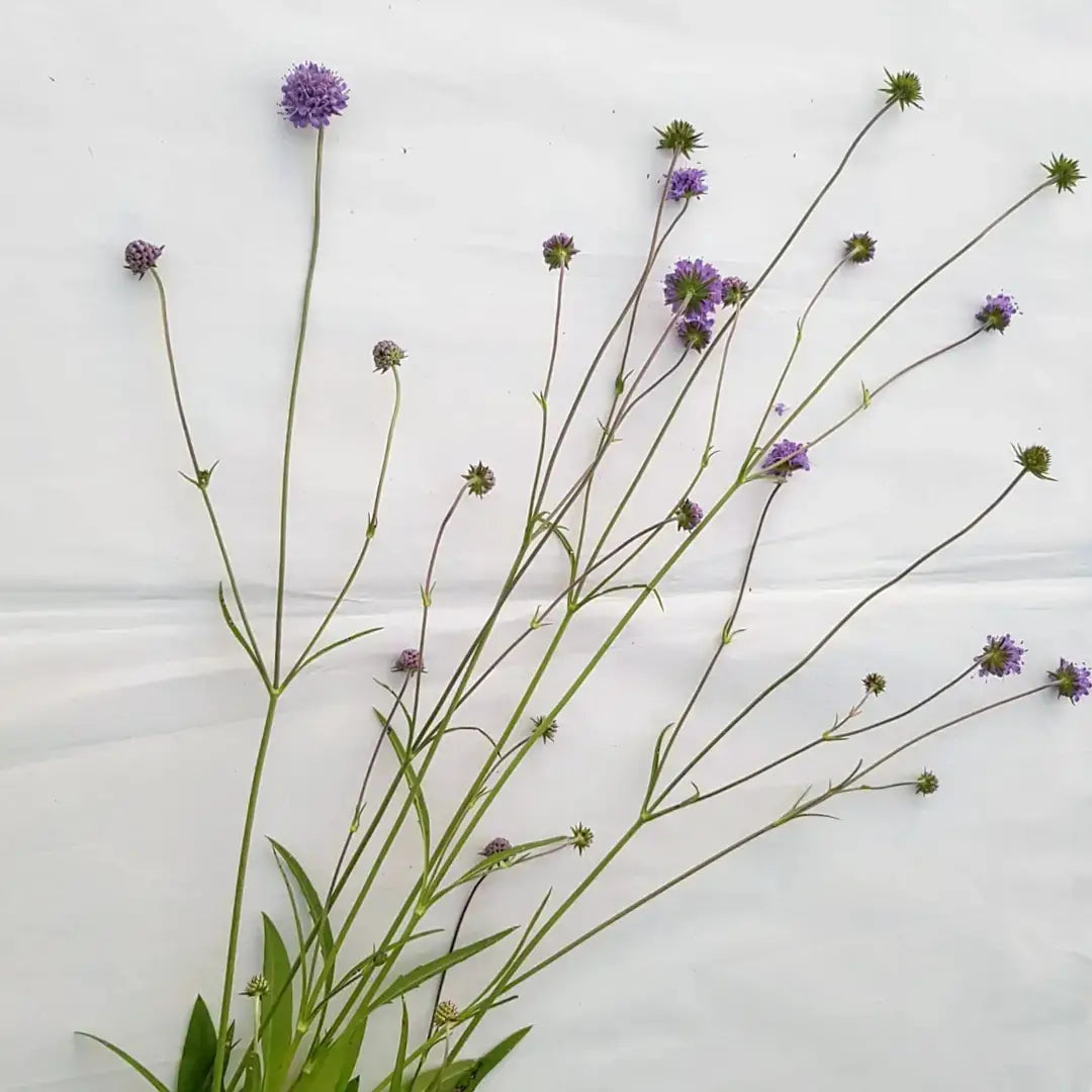 “Wildflower Meadow ‘Odhrach bhallach & Peasair Chapaill’