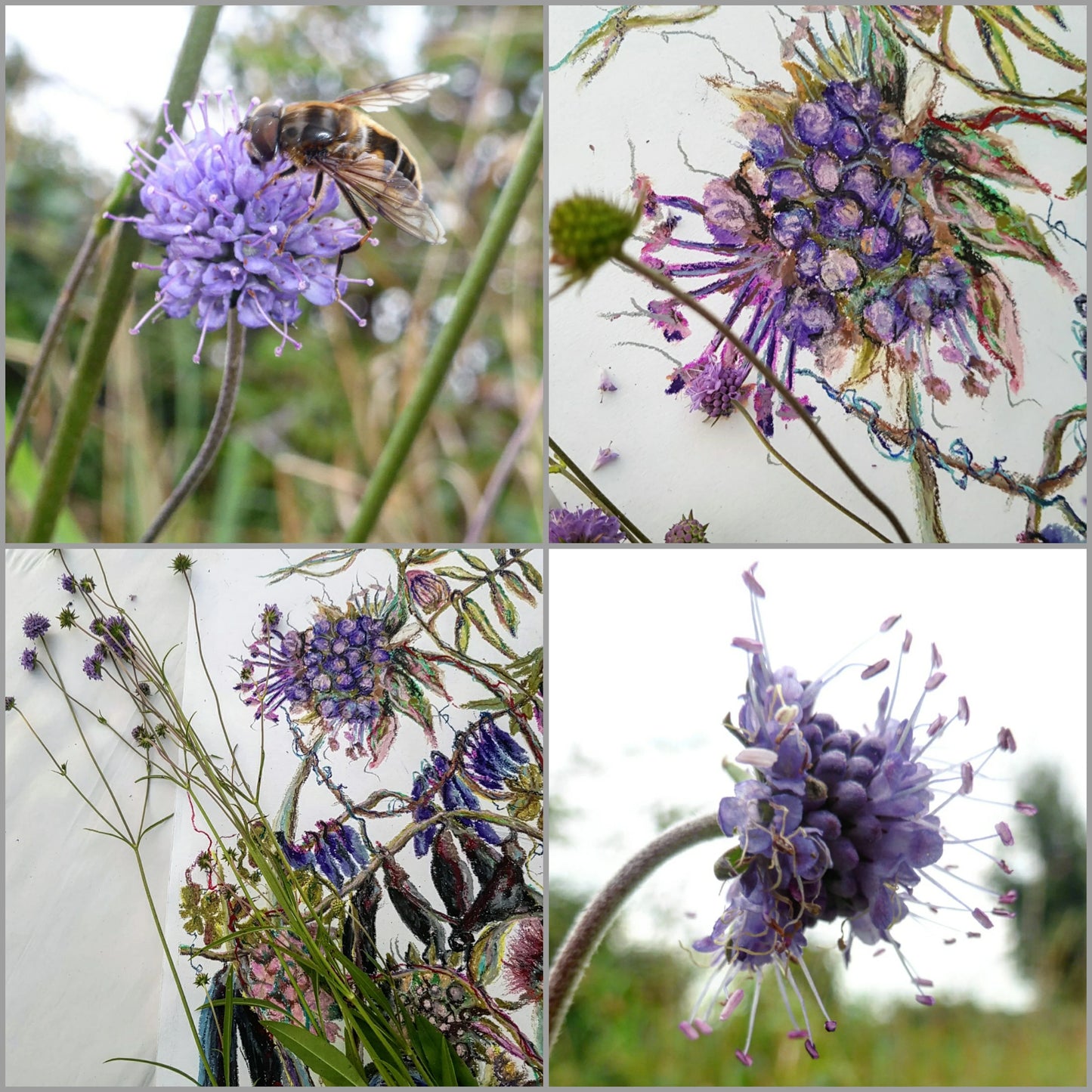 “Wildflower Meadow ‘Odhrach bhallach & Peasair Chapaill’