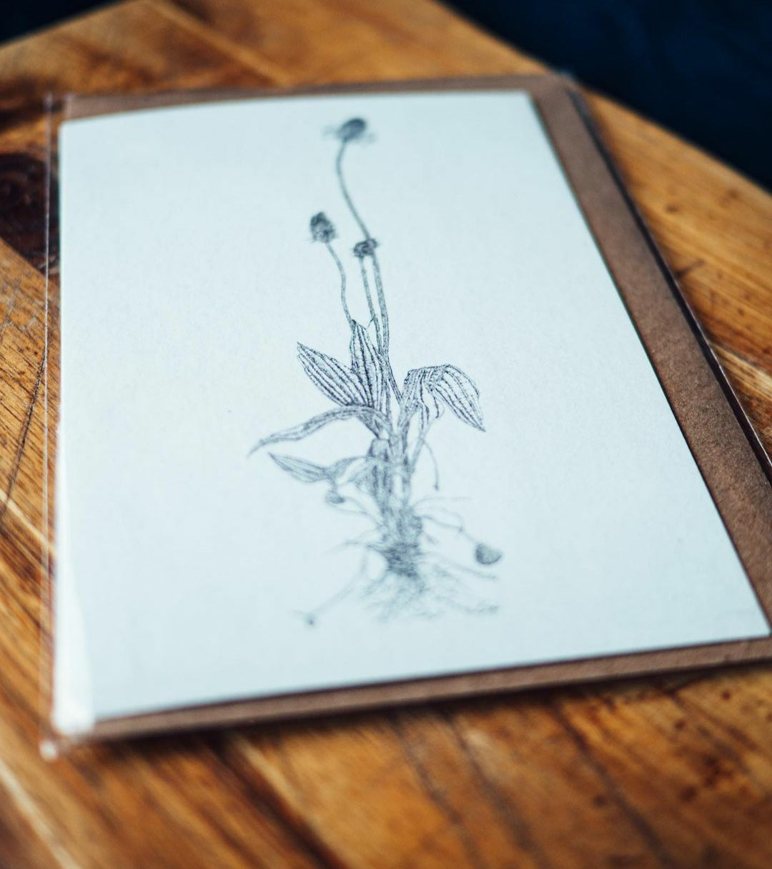 'Field Studies’ Botanical Greeting Cards Gift Box from AMOR Botanical Art, Leitrim
