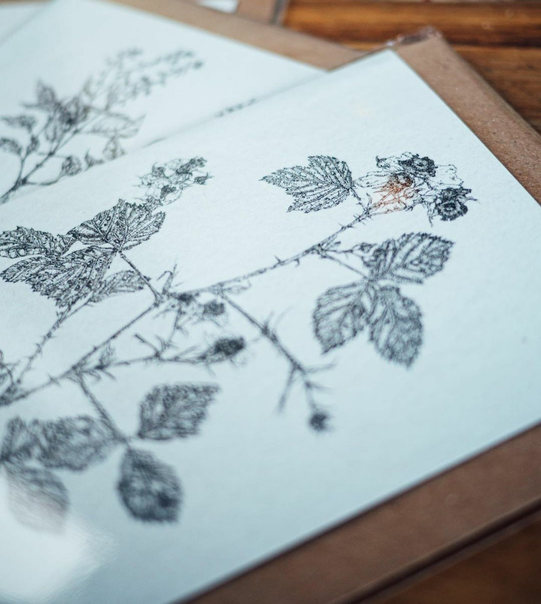 'Field Studies’ Botanical Greeting Cards Gift Box from AMOR Botanical Art, Leitrim
