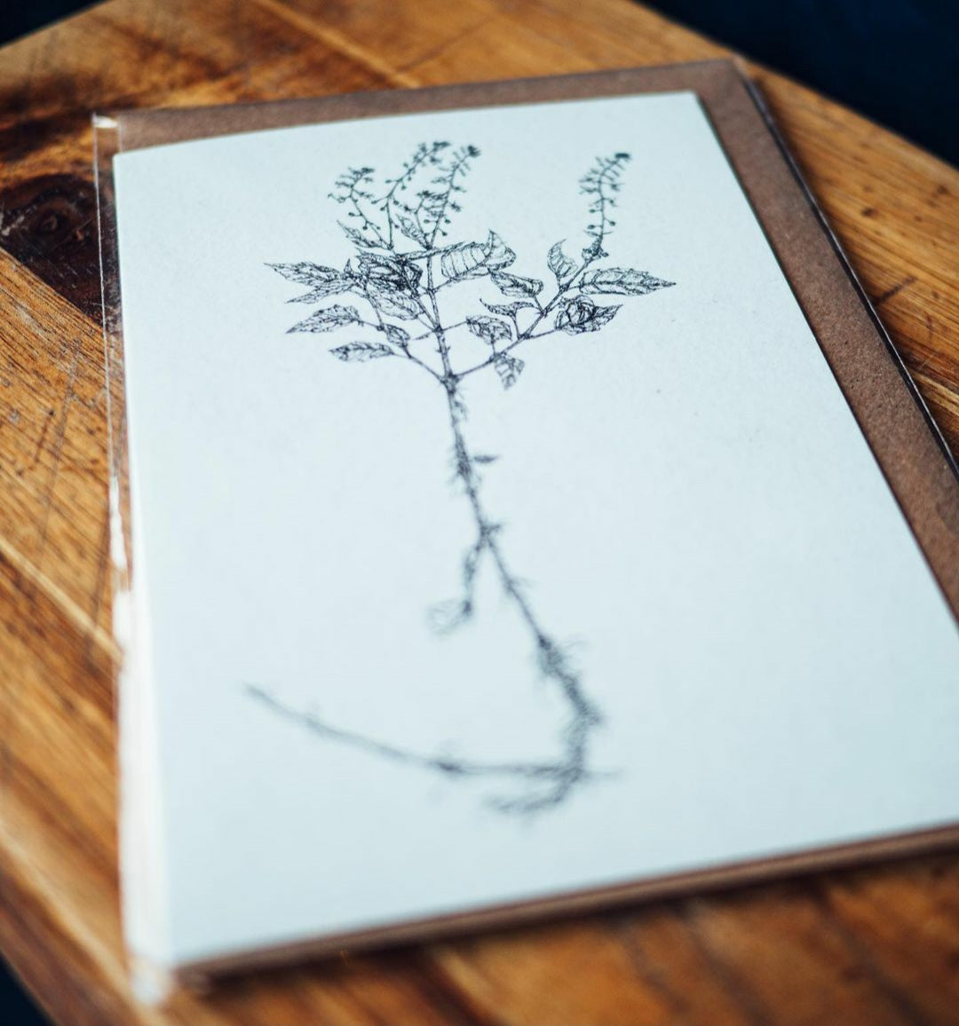 'Field Studies’ Botanical Greeting Cards Gift Box from AMOR Botanical Art, Leitrim