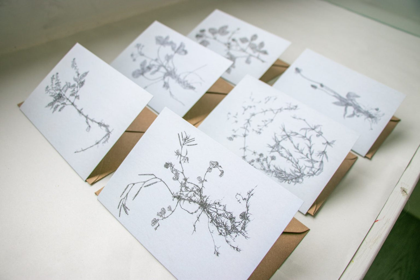 'Field Studies’ Botanical Greeting Cards Gift Box from AMOR Botanical Art, Leitrim