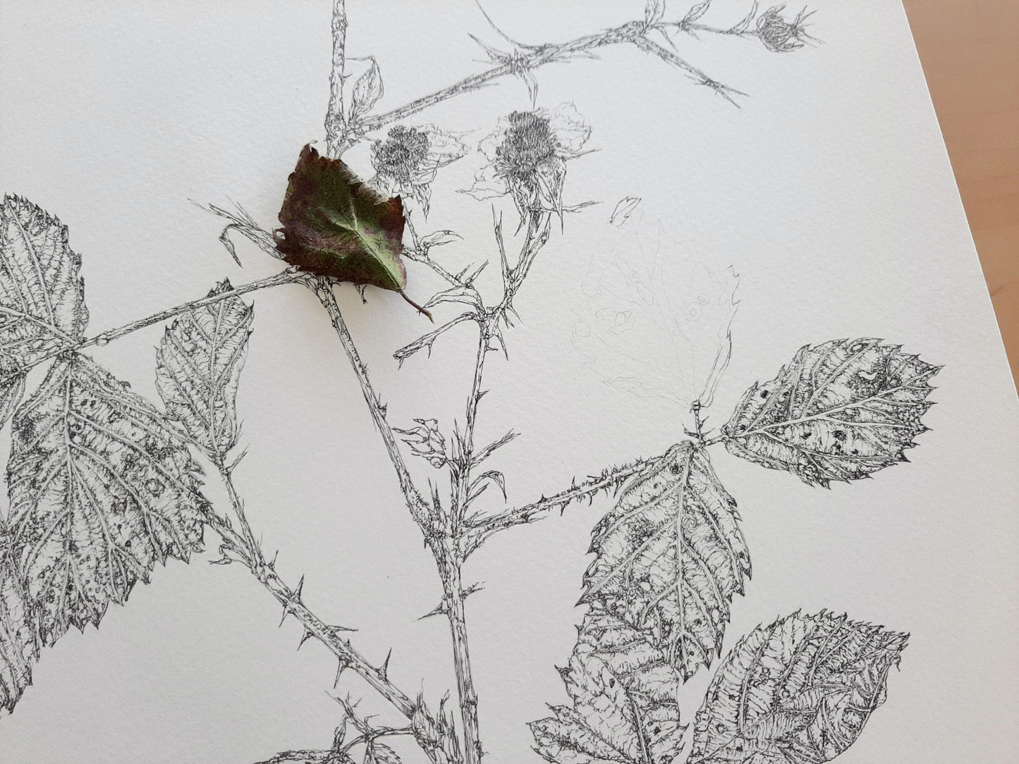 ‘Flowering Bramble’ Limited Edition Fine Art Giclée Print