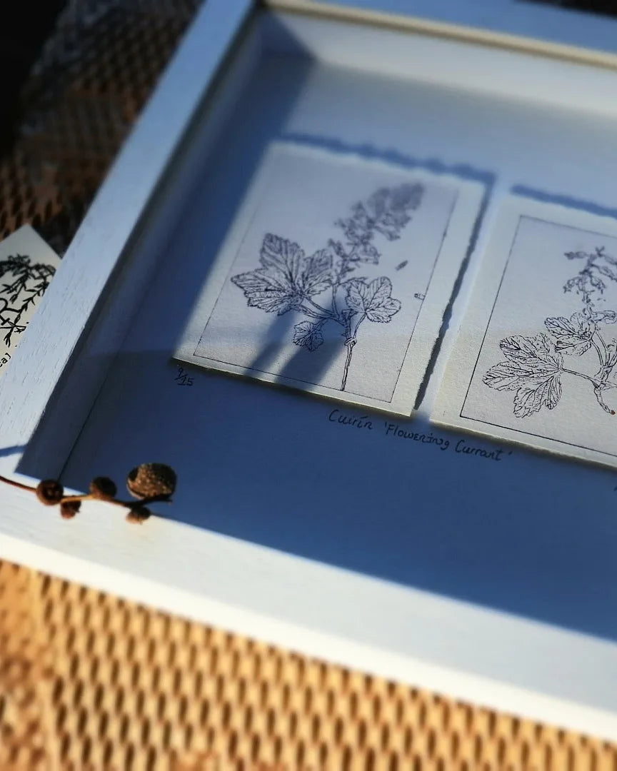 ‘Cuirín’ 'Flowering Redcurrant' Original Drypoint Print