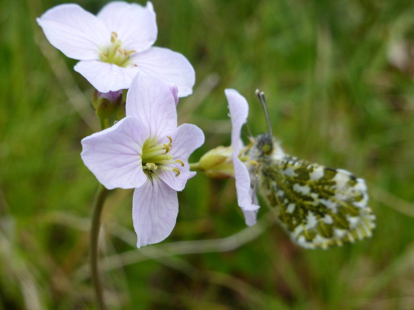 'Cuckooflower' ' Irish Linen & Cotton mix Wall hanging from Amor Botanical Art Leitrim
