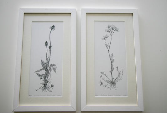‘Ribwort Plantain’ Limited Edition Fine Art Print