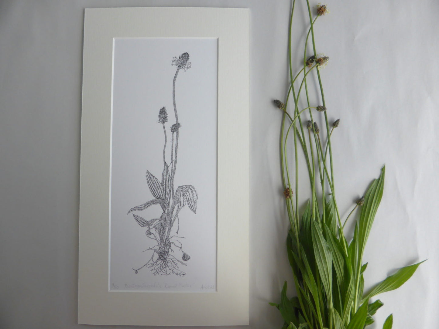 ‘Ribwort Plantain’ Limited Edition Fine Art Print