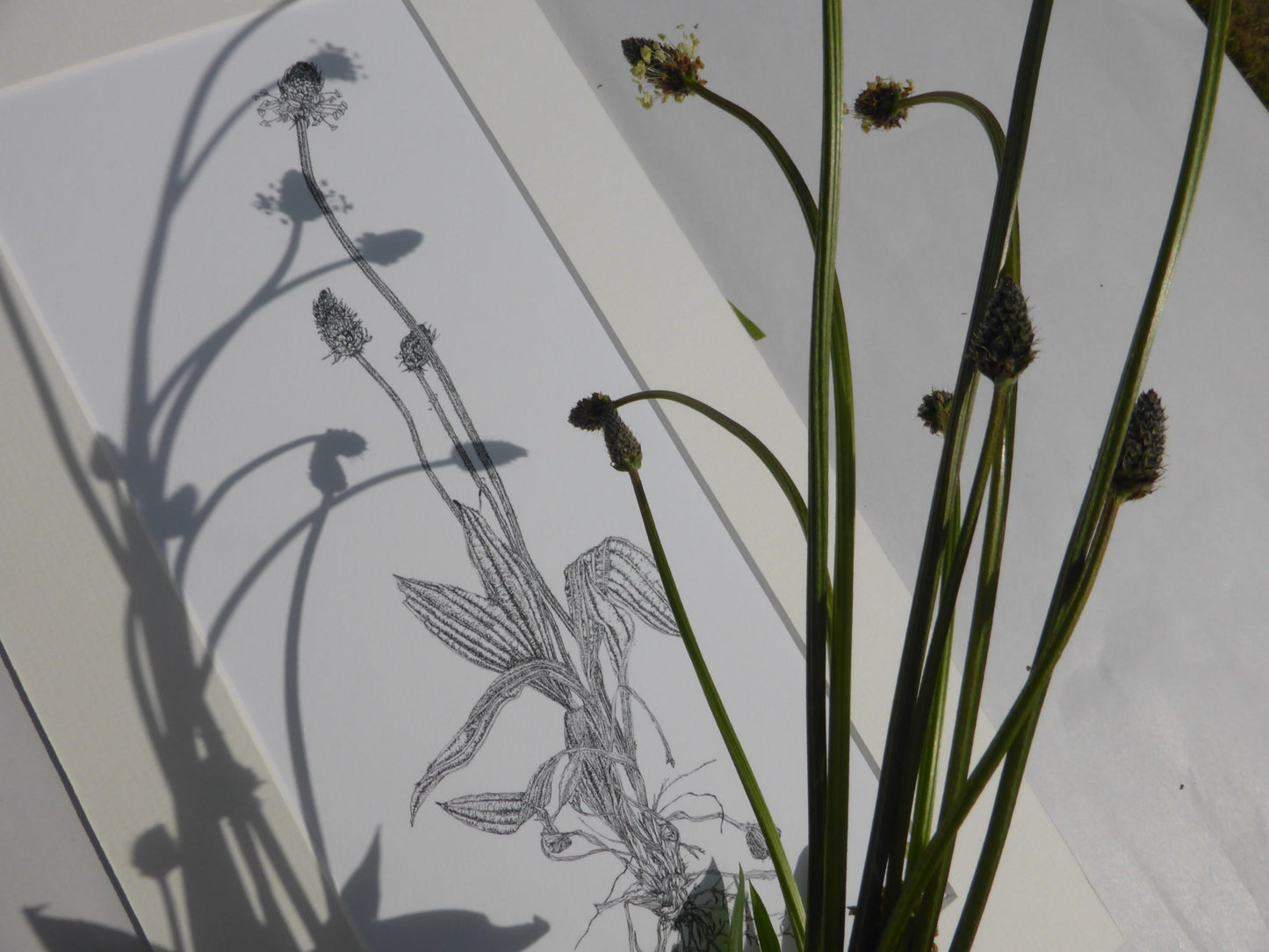 ‘Ribwort Plantain’ Limited Edition Fine Art Print