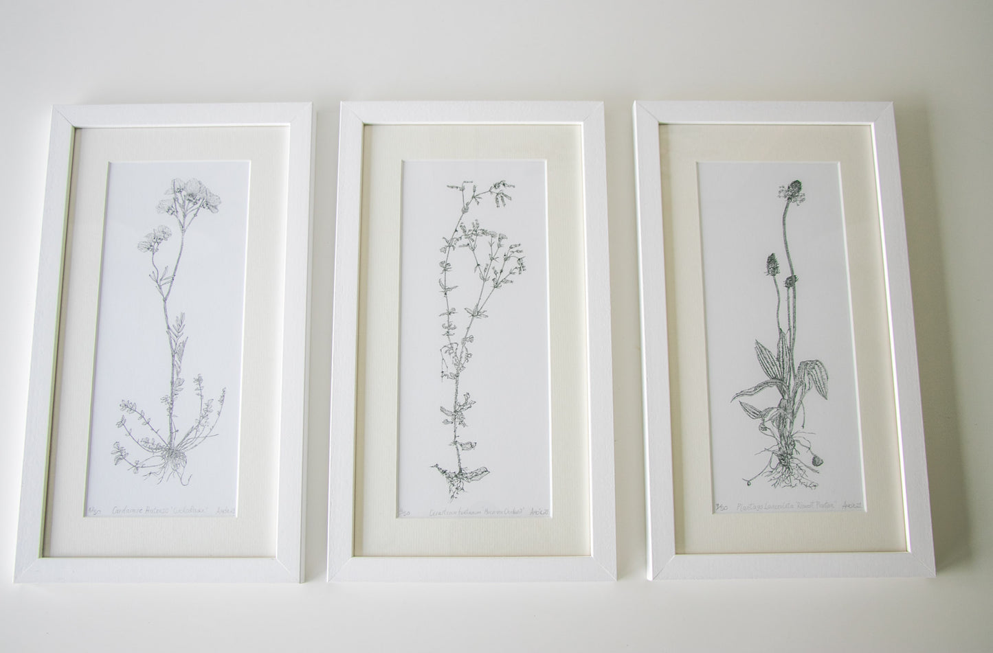 ‘Wild Strawberry’ Limited Edition Fine Art Print