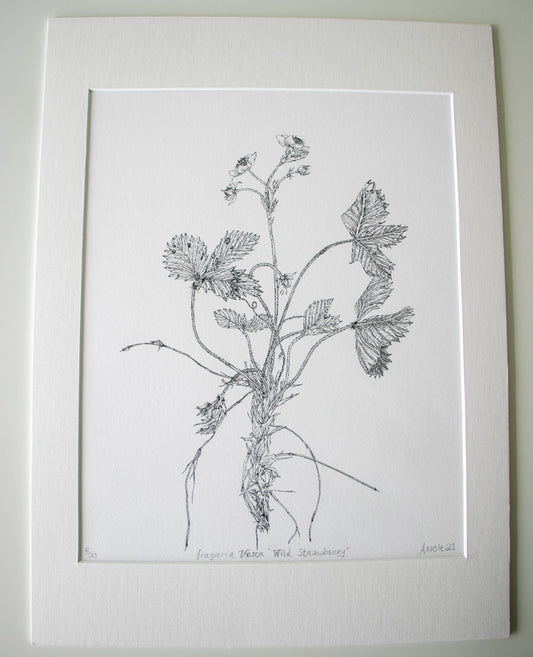 ‘Wild Strawberry’ Limited Edition Fine Art Print