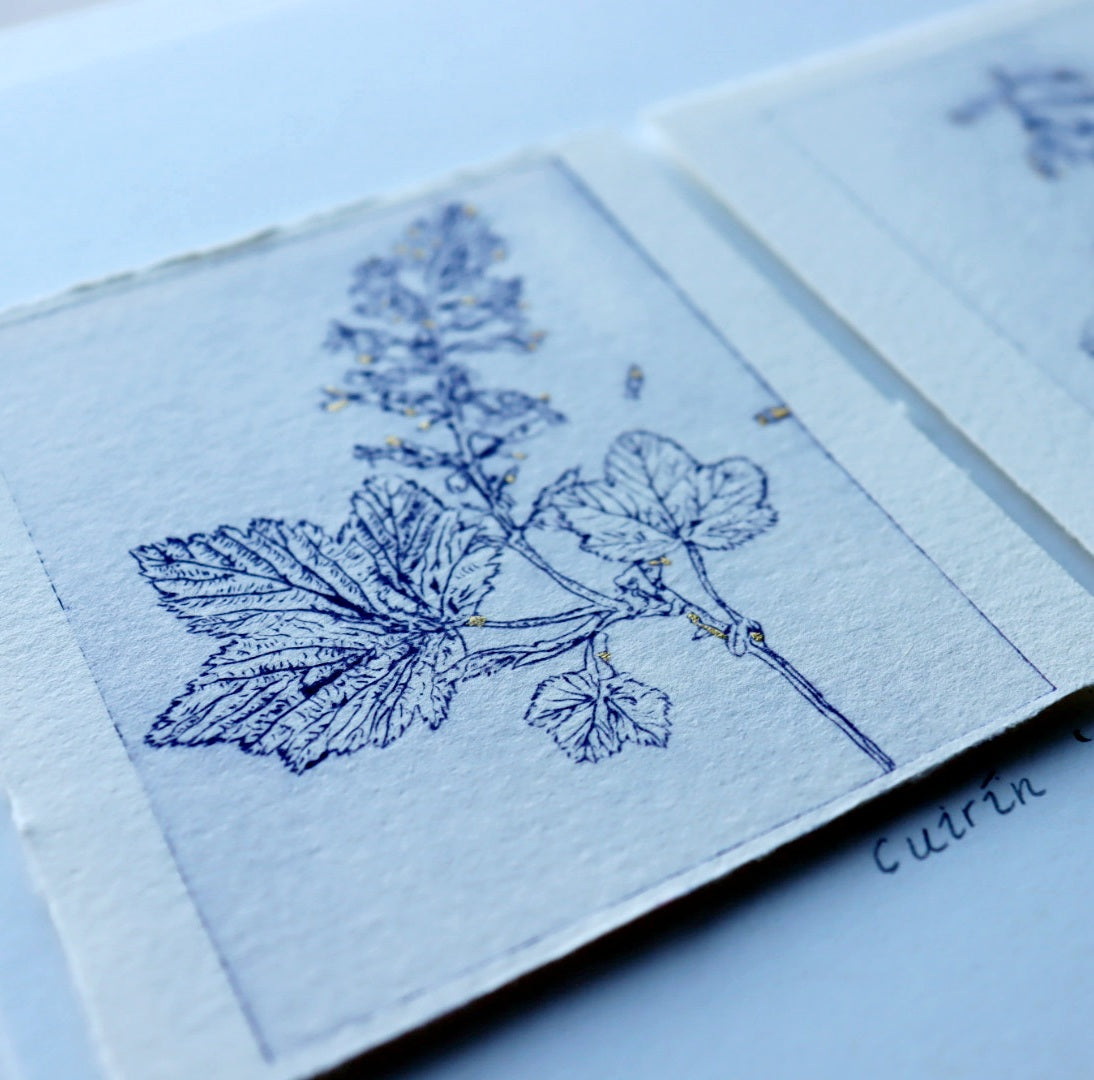 ‘Cuirín’ 'Flowering Redcurrant' Original Drypoint Print