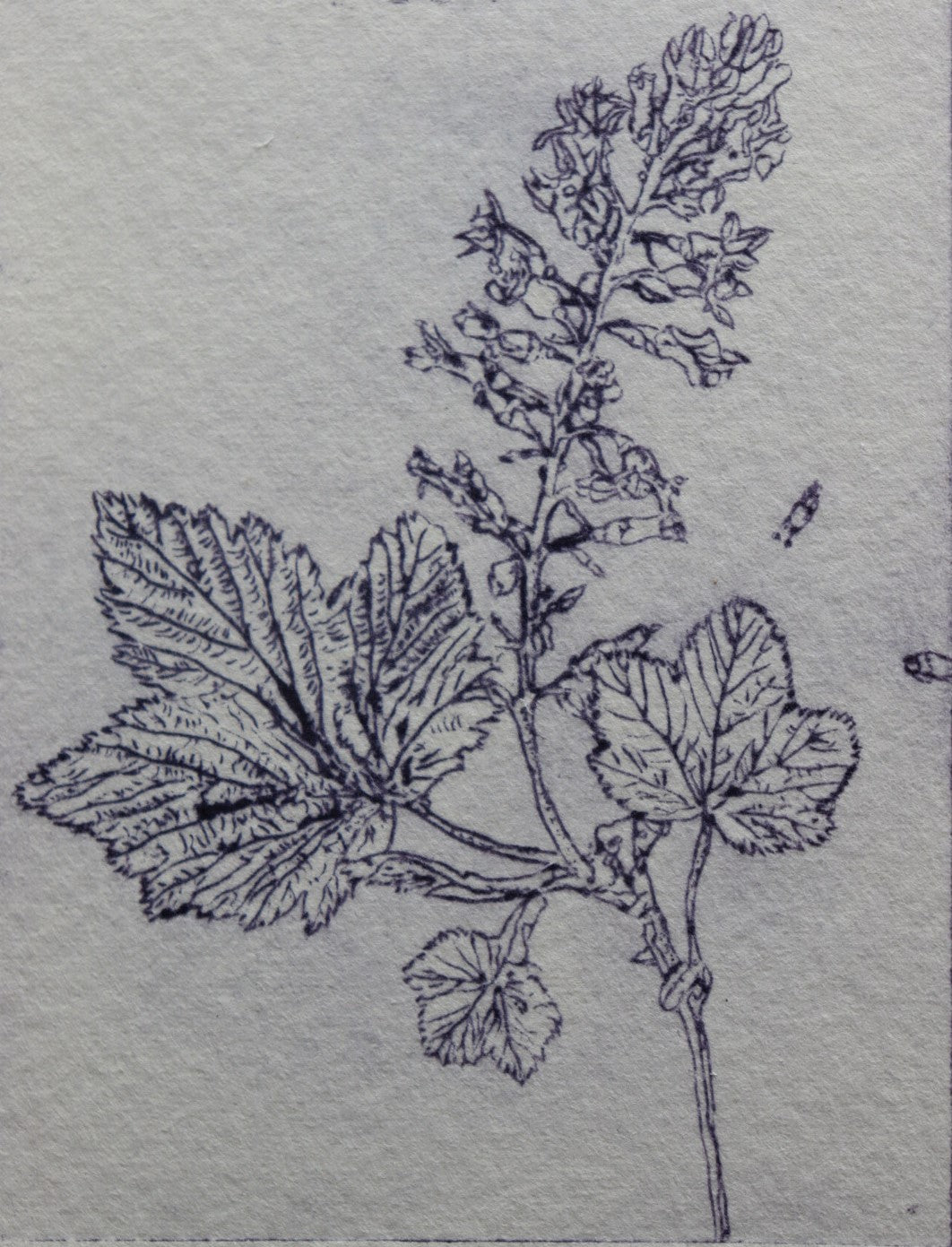 ‘Cuirín’ 'Flowering Redcurrant' Original Drypoint Print