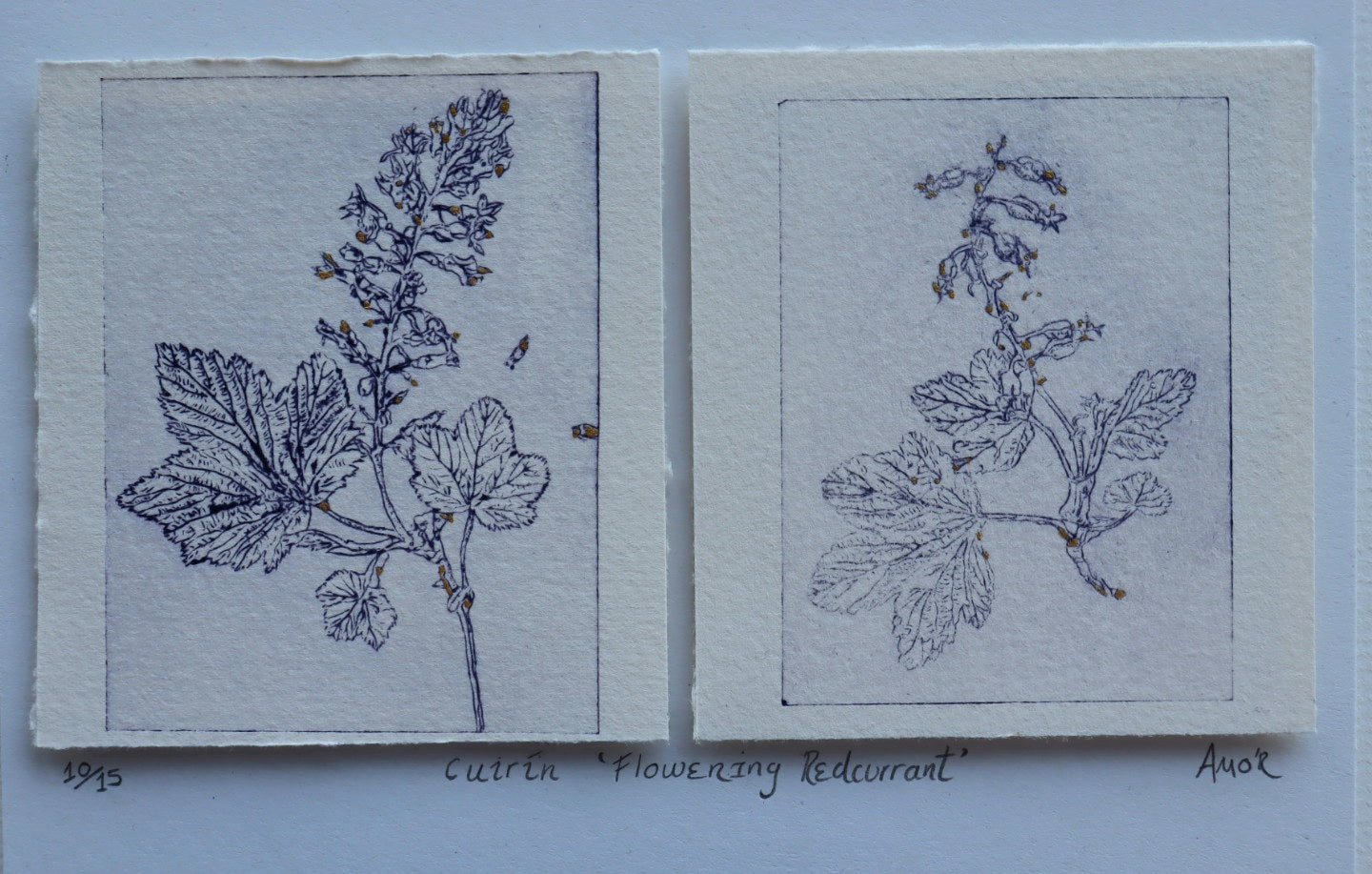 ‘Cuirín’ 'Flowering Redcurrant' Original Drypoint Print