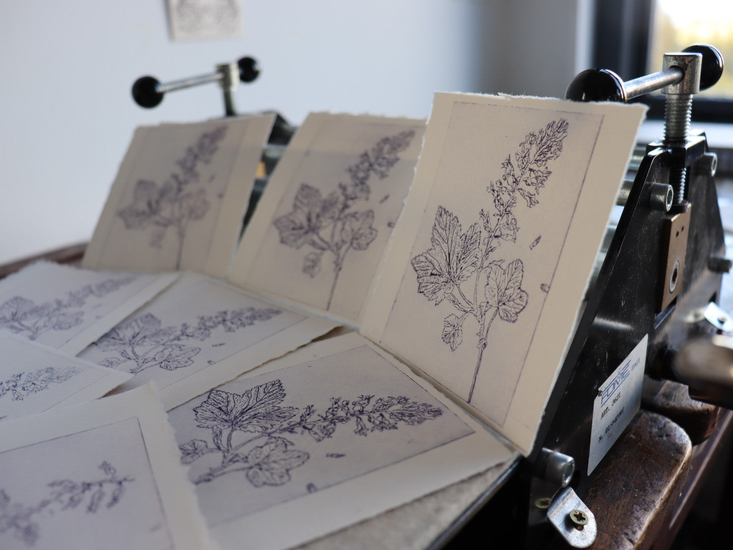‘Cuirín’ 'Flowering Redcurrant' Original Drypoint Print