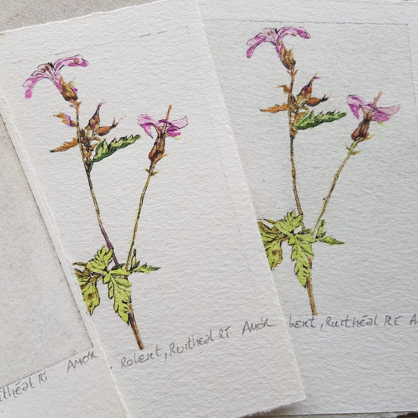 Ruithéal Rí Herb Robert drypoint etching