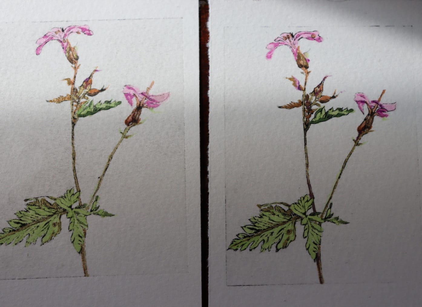 Ruithéal Rí Herb Robert drypoint etching