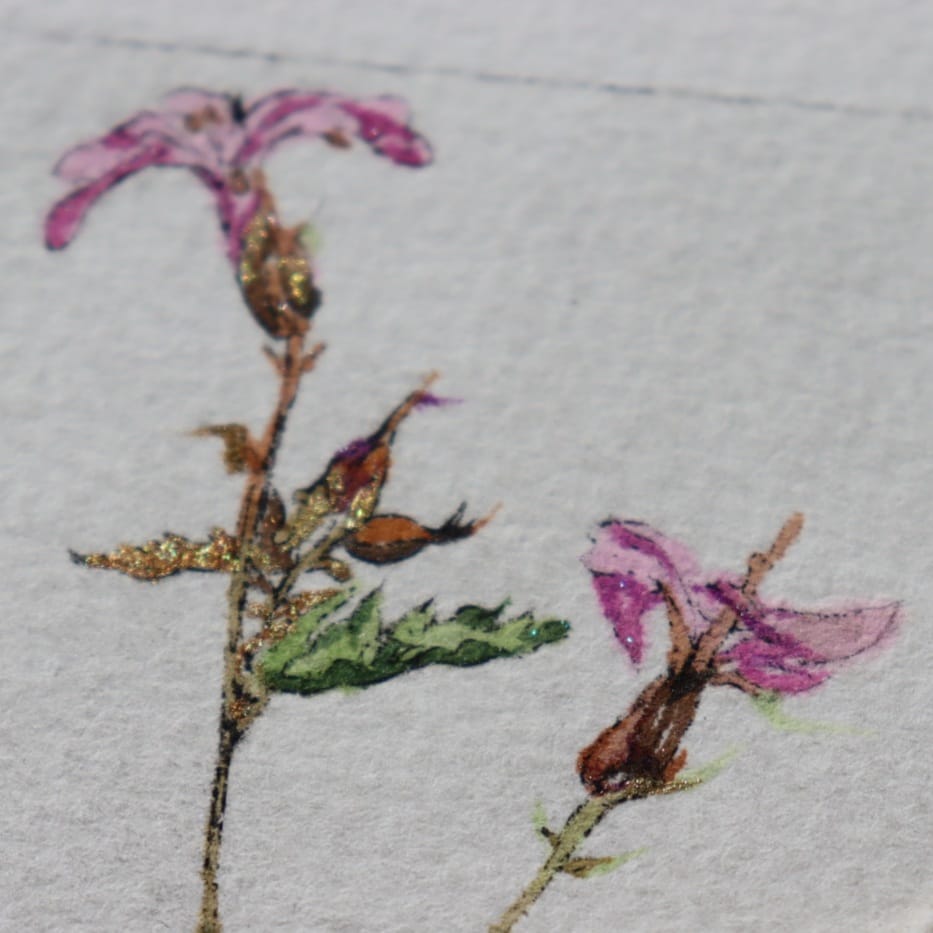 Ruithéal Rí Herb Robert drypoint etching