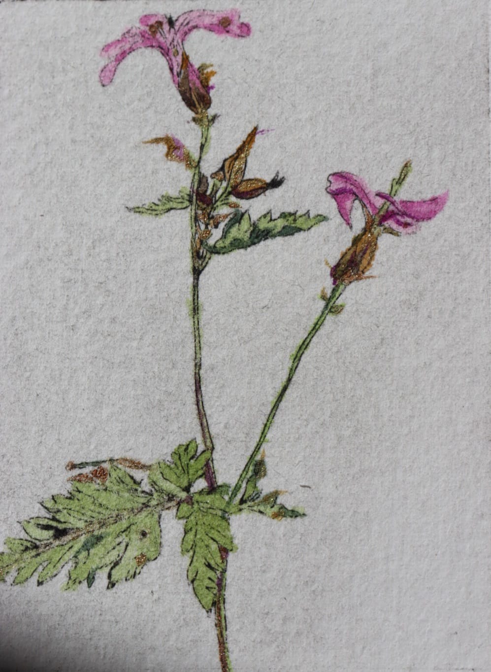 Ruithéal Rí Herb Robert drypoint etching