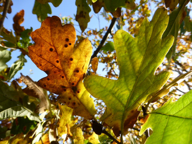 ‘New Beginnings’ Irish Oak, Limited Edition Fine Art Print